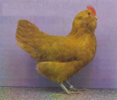 Thüringer Barthühner  